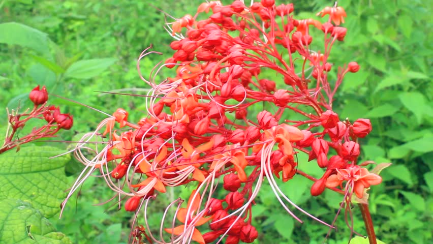red flower blooming