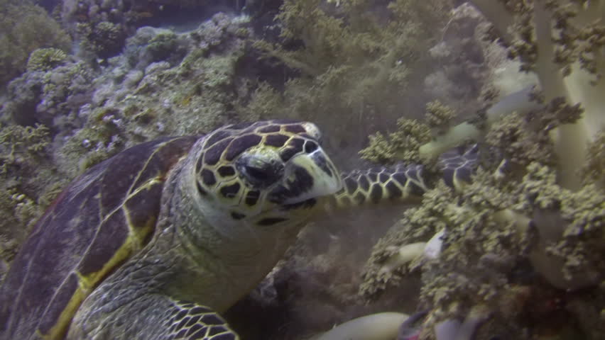 Turtle Feast- Large Hawksbill Sea Turtle munching his way through soft corals in the Red Sea.