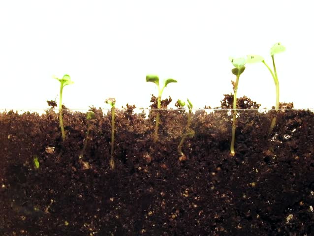Radish Seed Time-Lapse - A time-lapse of radish seeds growing, with both the roots and shoots visible. Soil.