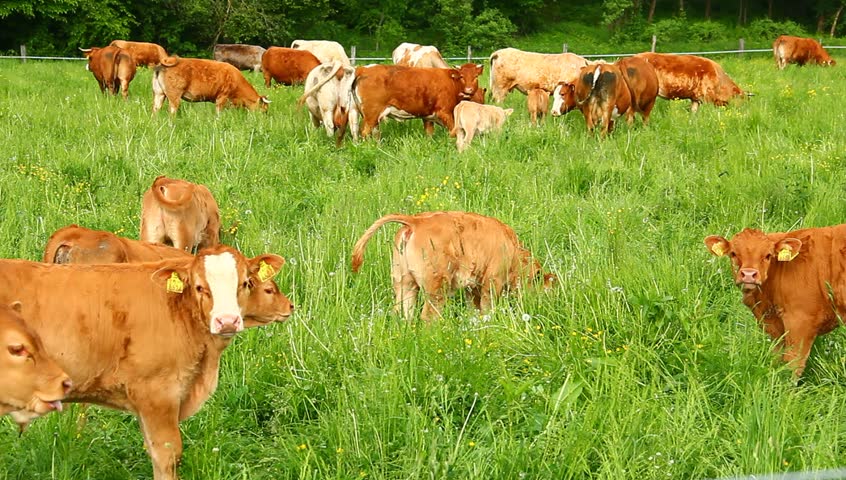Calf and cows on the spring pasture grazing grass.