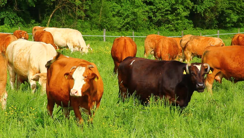 Livestock grazing grass on spring pasture.