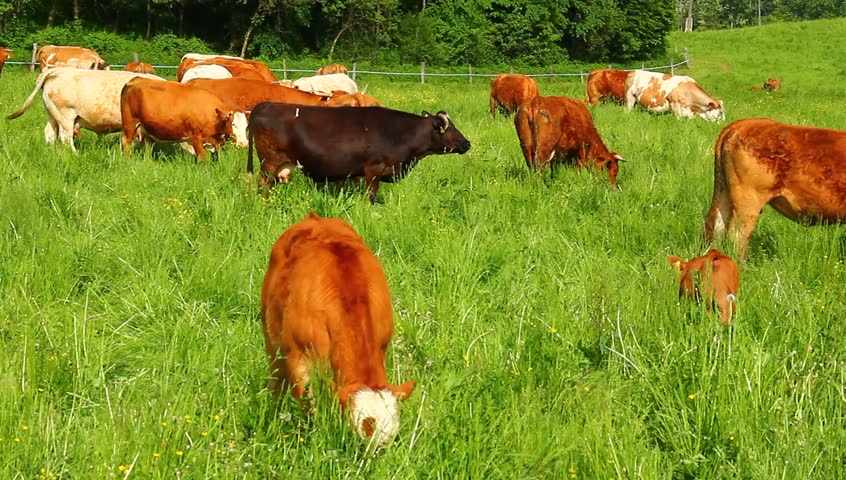 Livestock grazing grass on spring pasture.