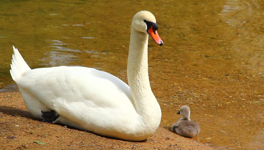 Young swan family on the coast of emerald river.
