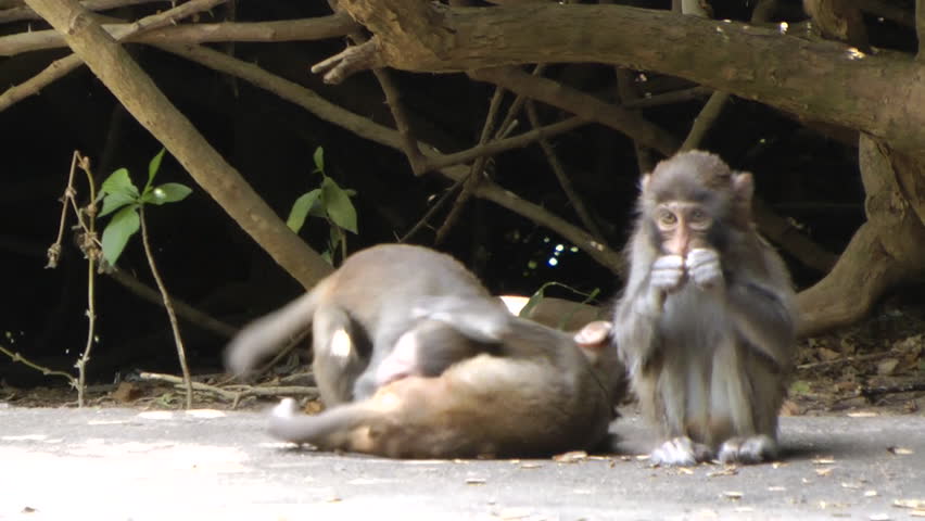 Baby Monkeys playing. China Money Island