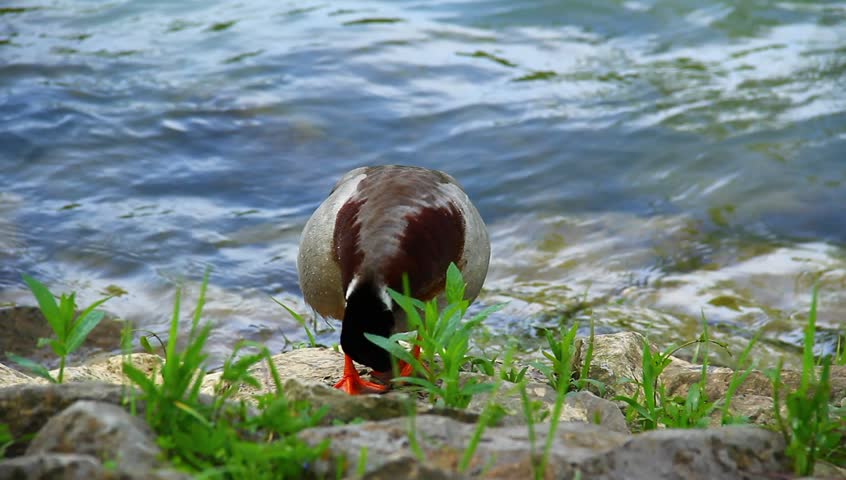 Ducks near the river coast.
