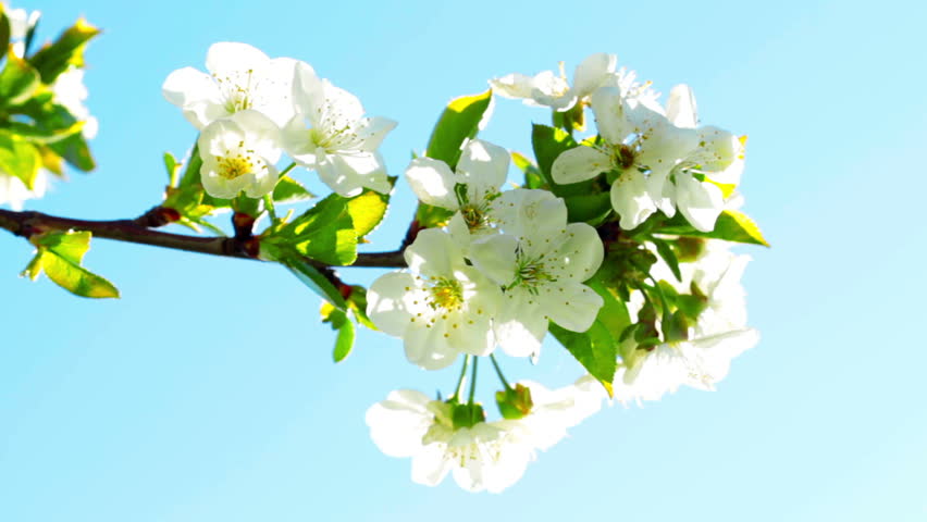 apricot flowers blooming in spring