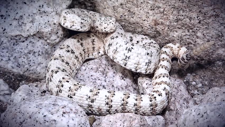A rattlesnake rattles loudly. The WHITE Southwestern Speckled Rattlesnake (Crotalus mitchelli pyrrus) exists only in a single restricted mountain range. Amazingly well-camouflaged in the white granite