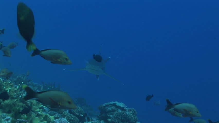 silvertip shark swims towards camera