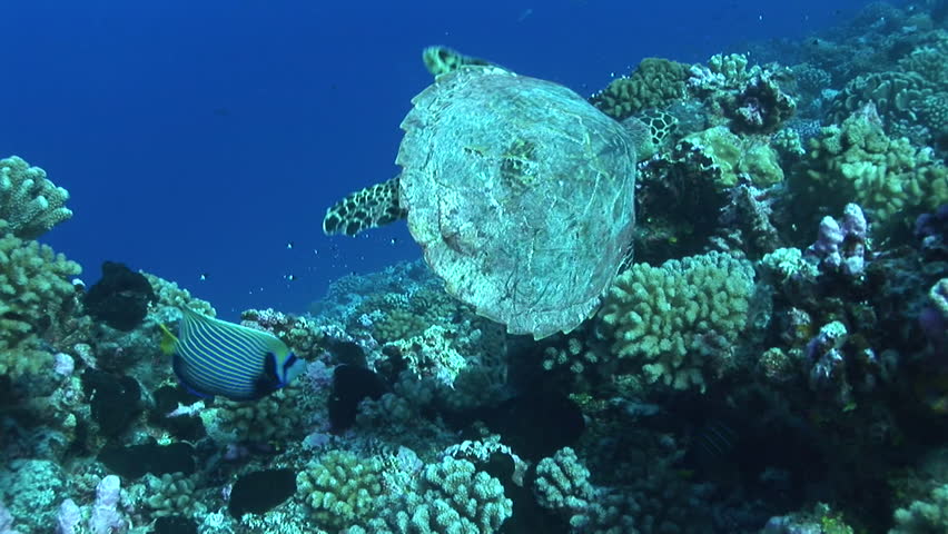 hawksbill turtle feeding and flipped over by the surge