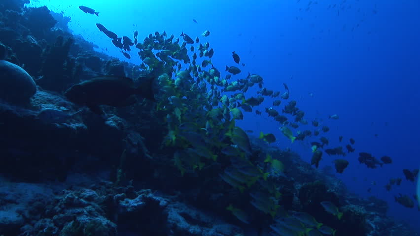 Big school of blue striped snapper in back light