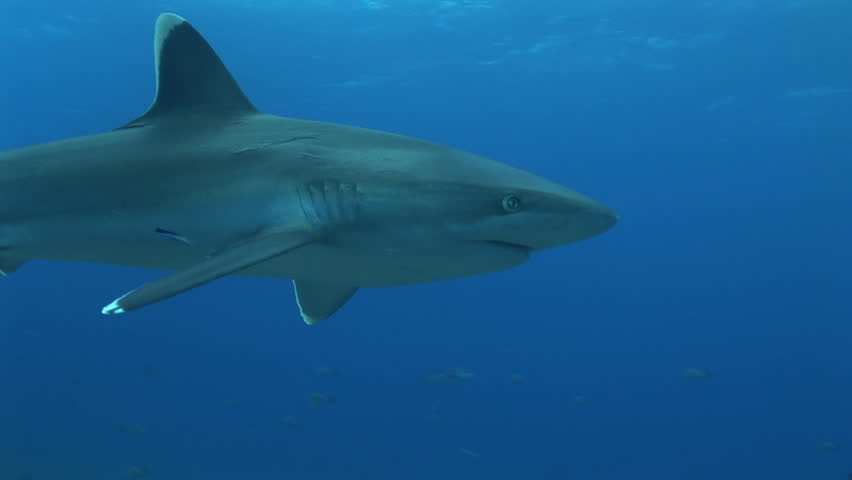 silvertip shark passing close in front of the camera