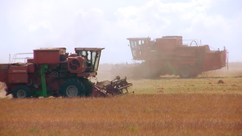 Two combine harvest head on against a background of yellow fields and sky. Heat. Day. Flying dust from the ground hay