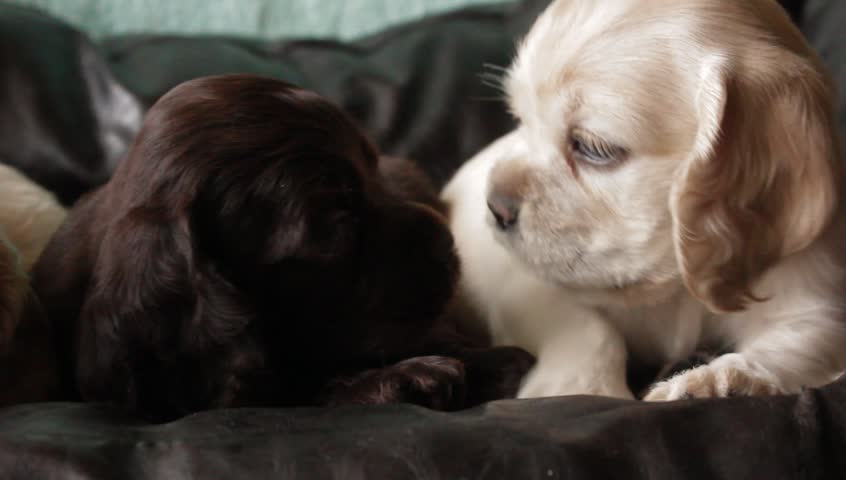 Puppy American Cocker Spaniel 