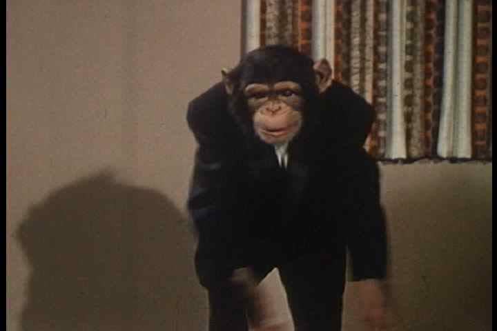 1950s - Four chimp crew are on a film set making a commercial.