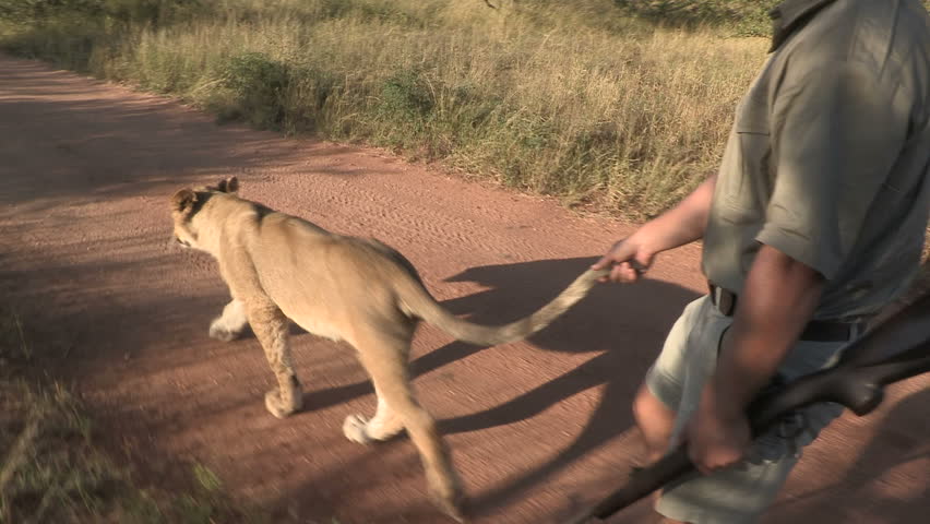 ranger walk with lion and hold tale