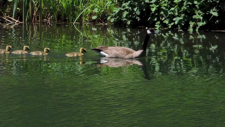 Canadian goose family (Branta canadensis) two adults and 4 goslings make their home on a small lake in the Sierra foothills of Northern California.