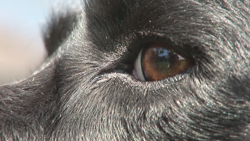 Dog's eye - breed: Large Munsterlander