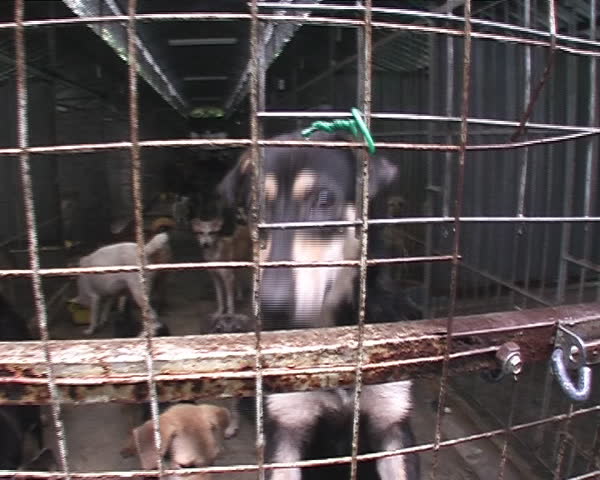 Shelter Dogs