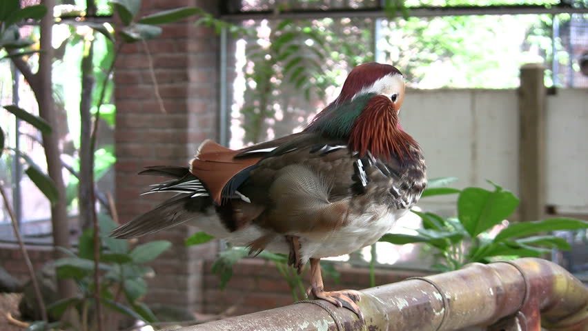 Video of Mandarin Duck in the Gladys Porter Zoo sanctuary in Brownsville TX. Very colorful feathers and markings. Wildlife and colorful birds. Don Despain of Rekindle Photo