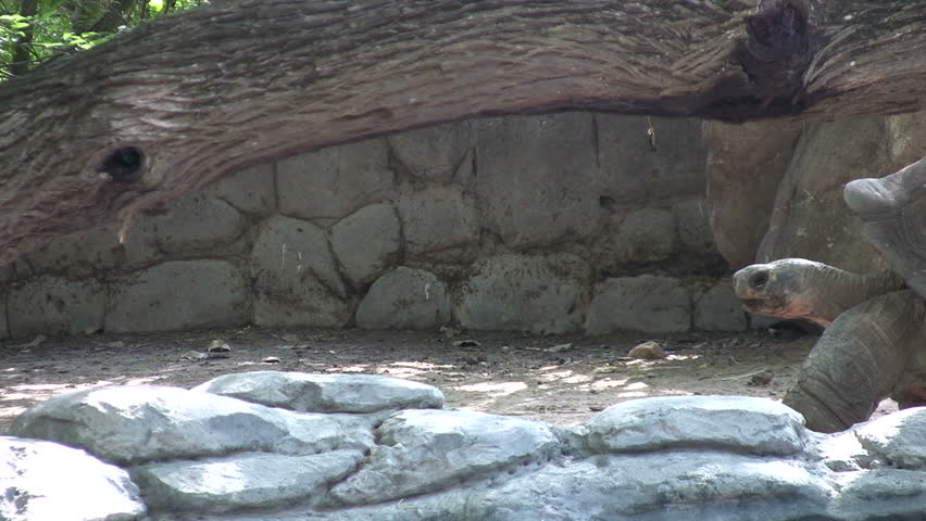 Video of Desert Tortoise in the Gladys Porter Zoo sanctuary in Brownsville TX. Very large and slow with big shell. Wildlife exhibit. Don Despain of Rekindle Photo