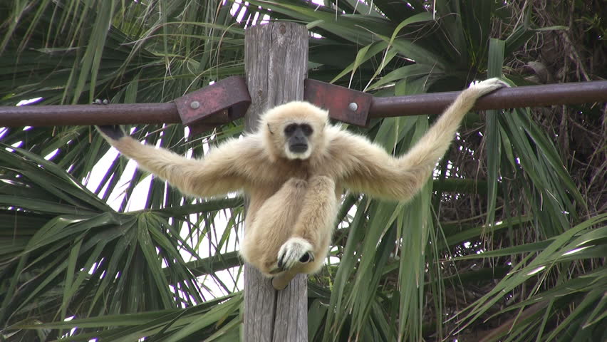 Video of a White Handed Gibbon in the Gladys Porter Zoo sanctuary in Brownsville TX. A distinct look. Wildlife monkey from Asia.  Don Despain of Rekindle Photo