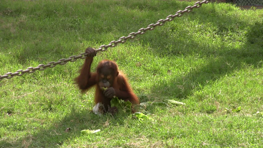 Video of a baby Orangutan in the Gladys Porter Zoo sanctuary in Brownsville TX. A distinct look. Wildlife monkey from Asia playing.  Don Despain of Rekindle Photo