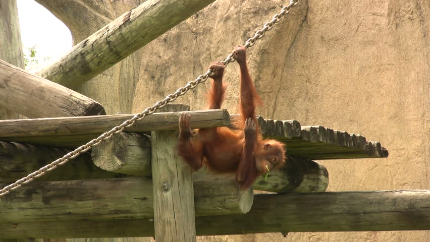 Video of a baby Orangutan eating vegetables in the Gladys Porter Zoo sanctuary in Brownsville TX. A distinct look. Wildlife monkey from Asia playing.  Don Despain of Rekindle Photo