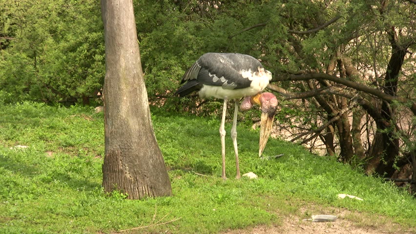 Video of a Adjutant Stork from India in the Gladys Porter Zoo sanctuary in Brownsville TX. A distinct military look. Wildlife. Don Despain of Rekindle Photo