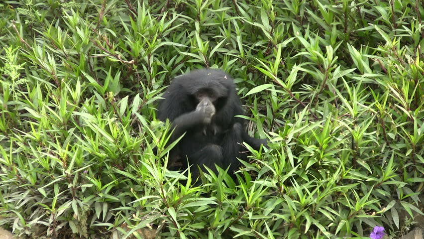 Video of a Muellers Gibbon in the Gladys Porter Zoo sanctuary in Brownsville TX. eating flowers in natural setting. Wildlife monkey from Asia.  Don Despain of Rekindle Photo