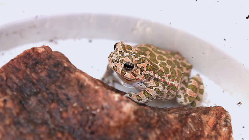 Leopard Frog, (Rana pipiens) High Definition Video, 1920X1080