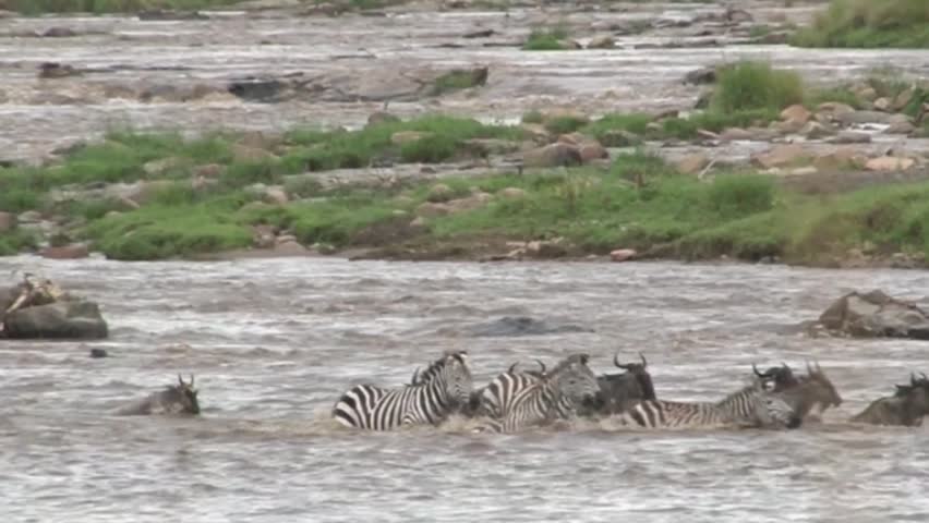 Wildebeests and Zebra crossing the Mara river