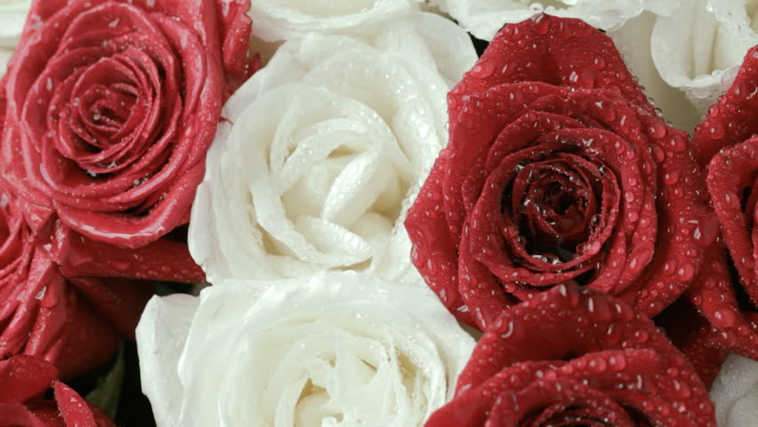 Card takes place on a bouquet of roses