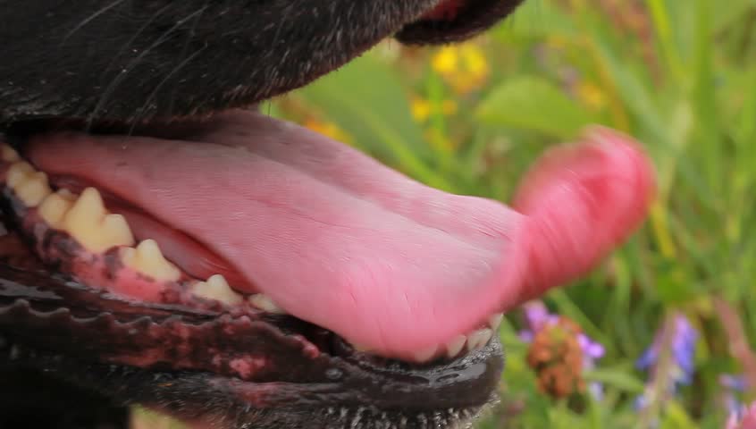 black Labrador tongue