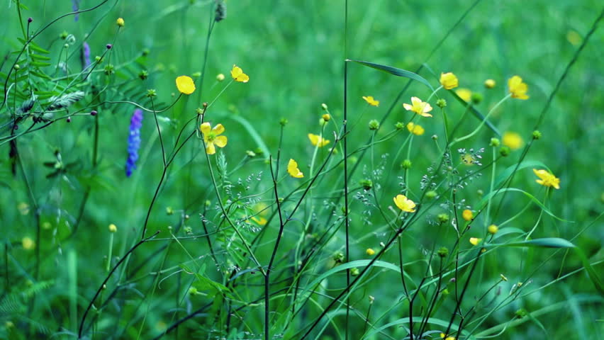 Yellow spring wild flowers in the wind. 