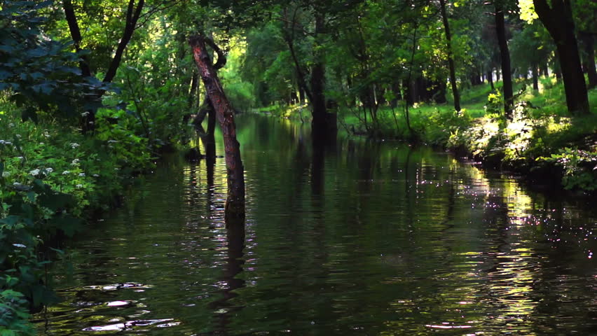 Static shot of a stream, creek or small river in the woods. Slow motion