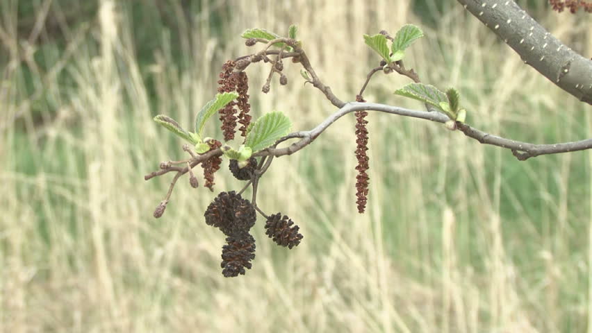 Male and female Alder tree catkins quiver in a slight breeze. HD.