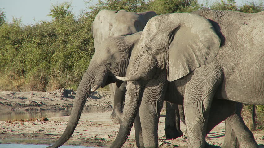 A large male elephant dominates a water hole by shoving another elephant out of the way