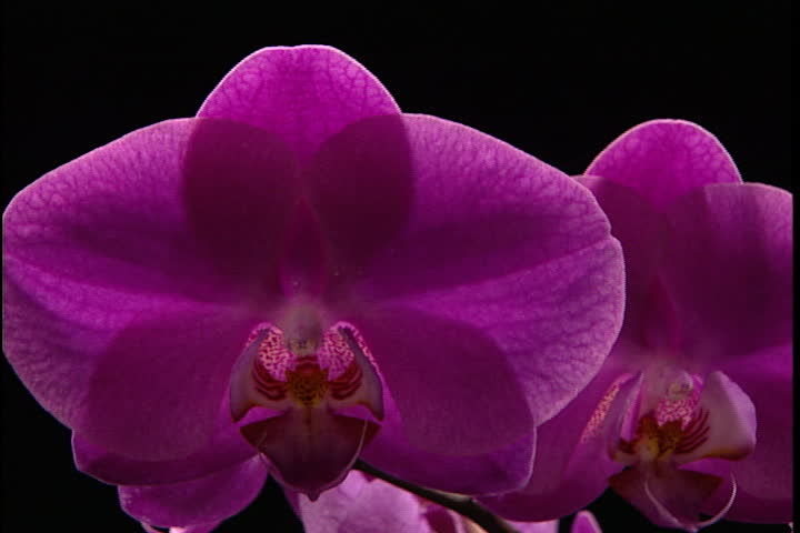 Branch of magenta orchids against black background slowly turns in frame