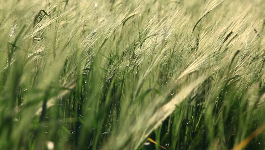 Green crop during a summer day: agriculture background