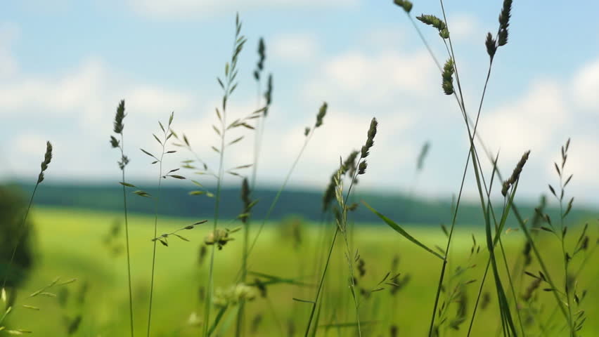 The tall grass swaying in the wind