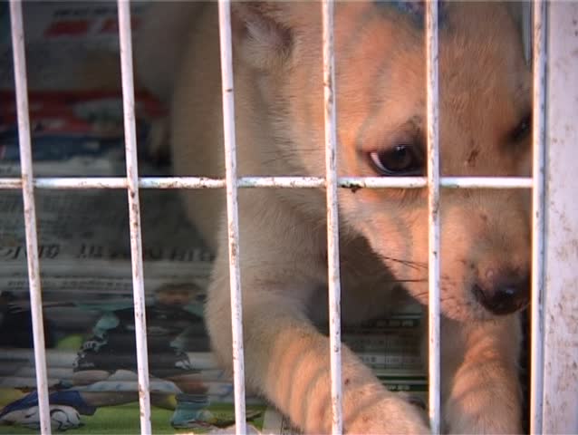 Puppy Caged