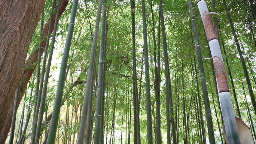 bamboo forest
