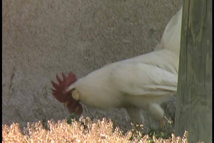 Roosters