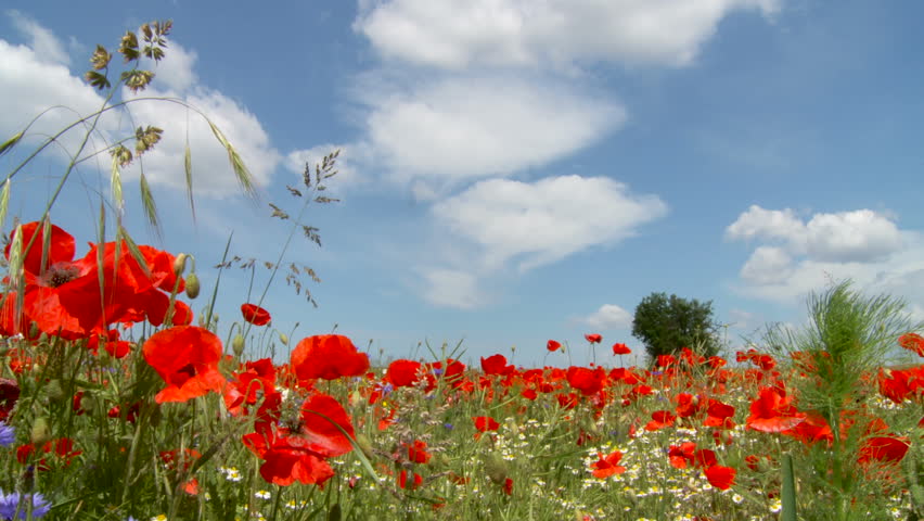 meadow with poppies
