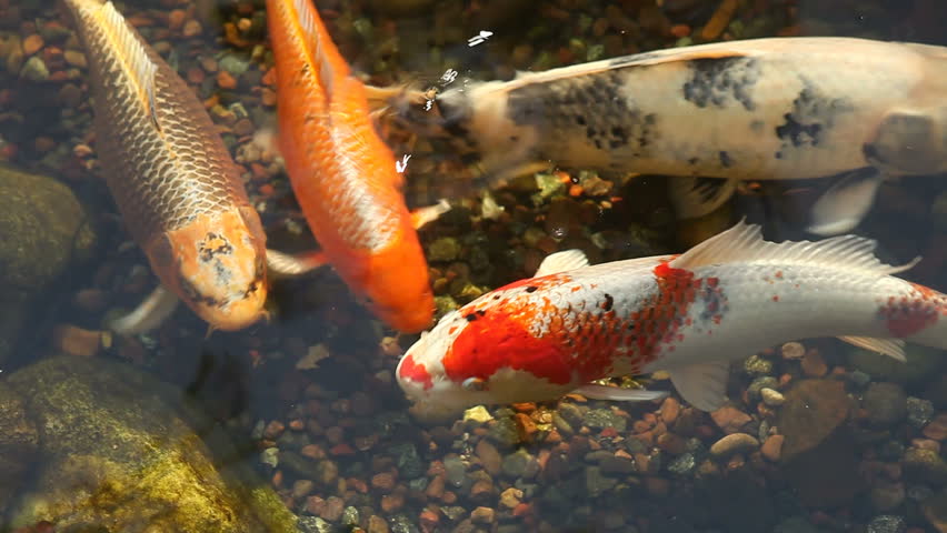Koi Fish Feeding in a Pond