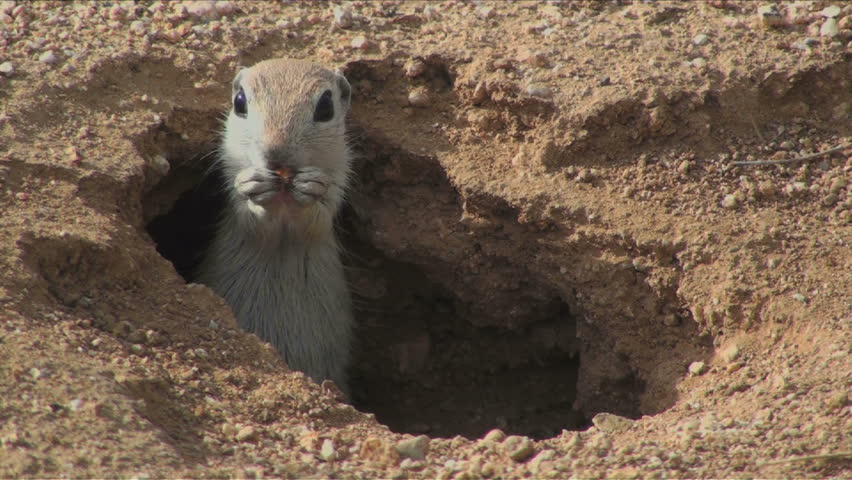 1920x1080 Round-tailed ground squirrel cautiously nibbles lunch.