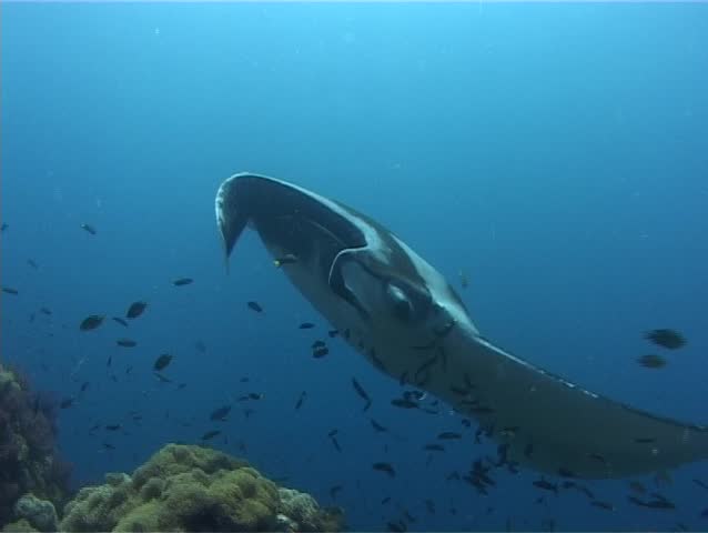 Manta Ray and Divers