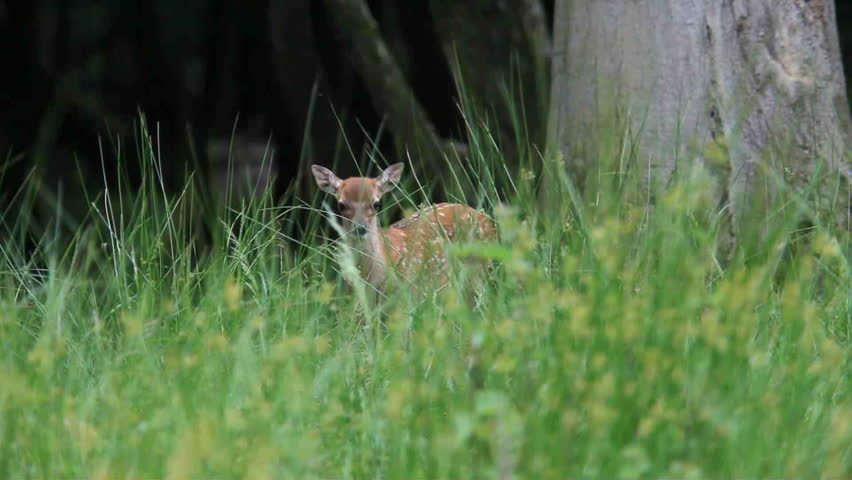 fawn