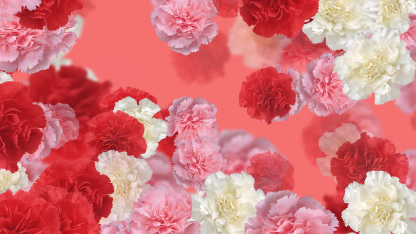 Rose flower backgrounds