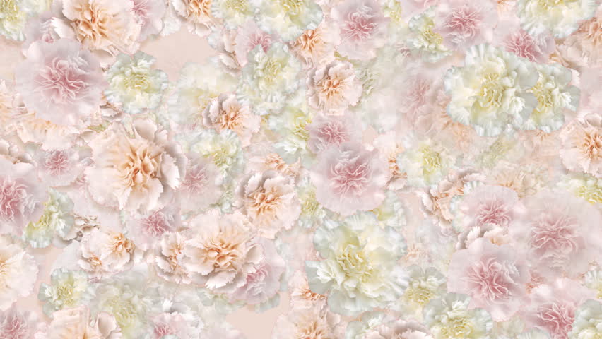 Carnation flower backgrounds